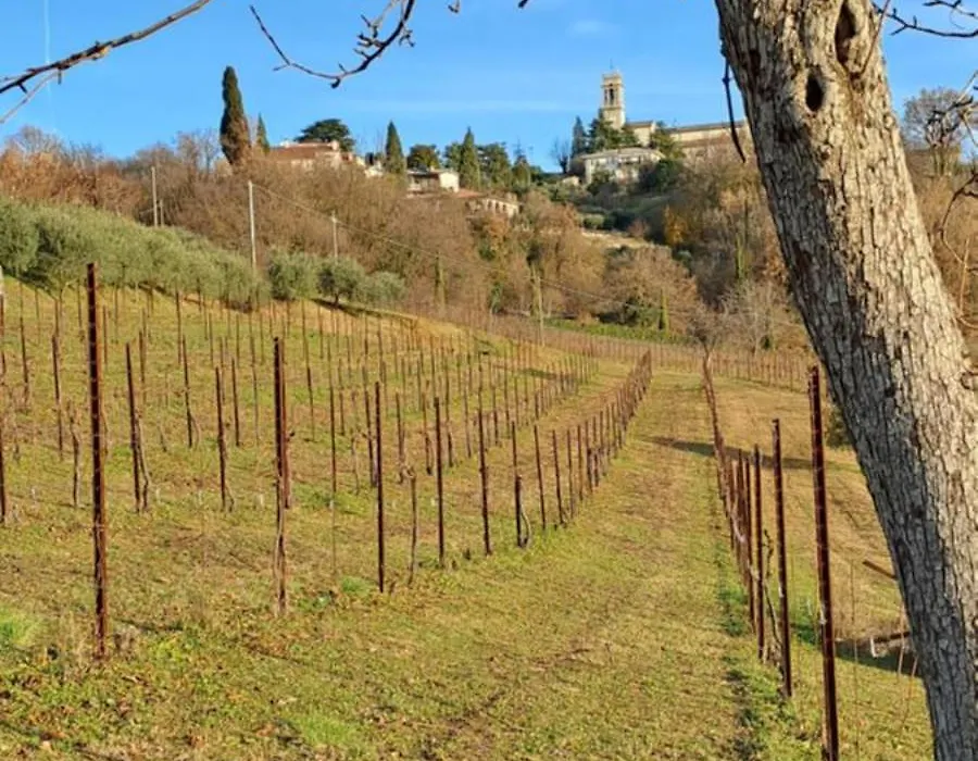 Il giuggiolo-1