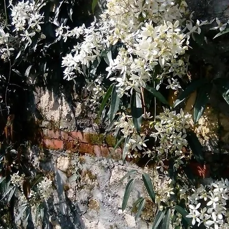 Villa Osmanthus-3