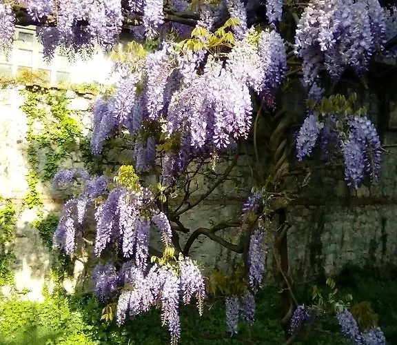 Villa Osmanthus Vicenza